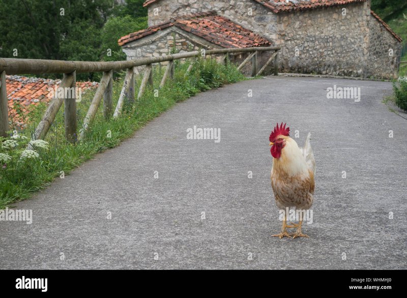 Descubre el secreto detrás de Chicken Road, el juego de casino de moda en España, juego chicken road